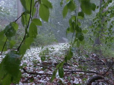 El mal temporal causa estragos al campo