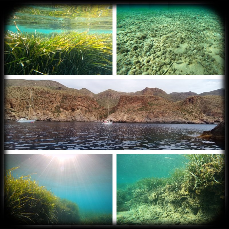 Seguimiento de Posidonia oceanica