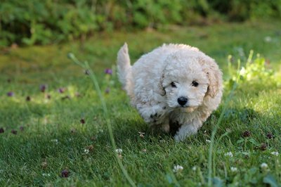 Cachorro de caniche