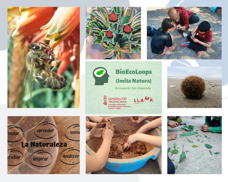 Actividades CEO de BioEcoLoops 