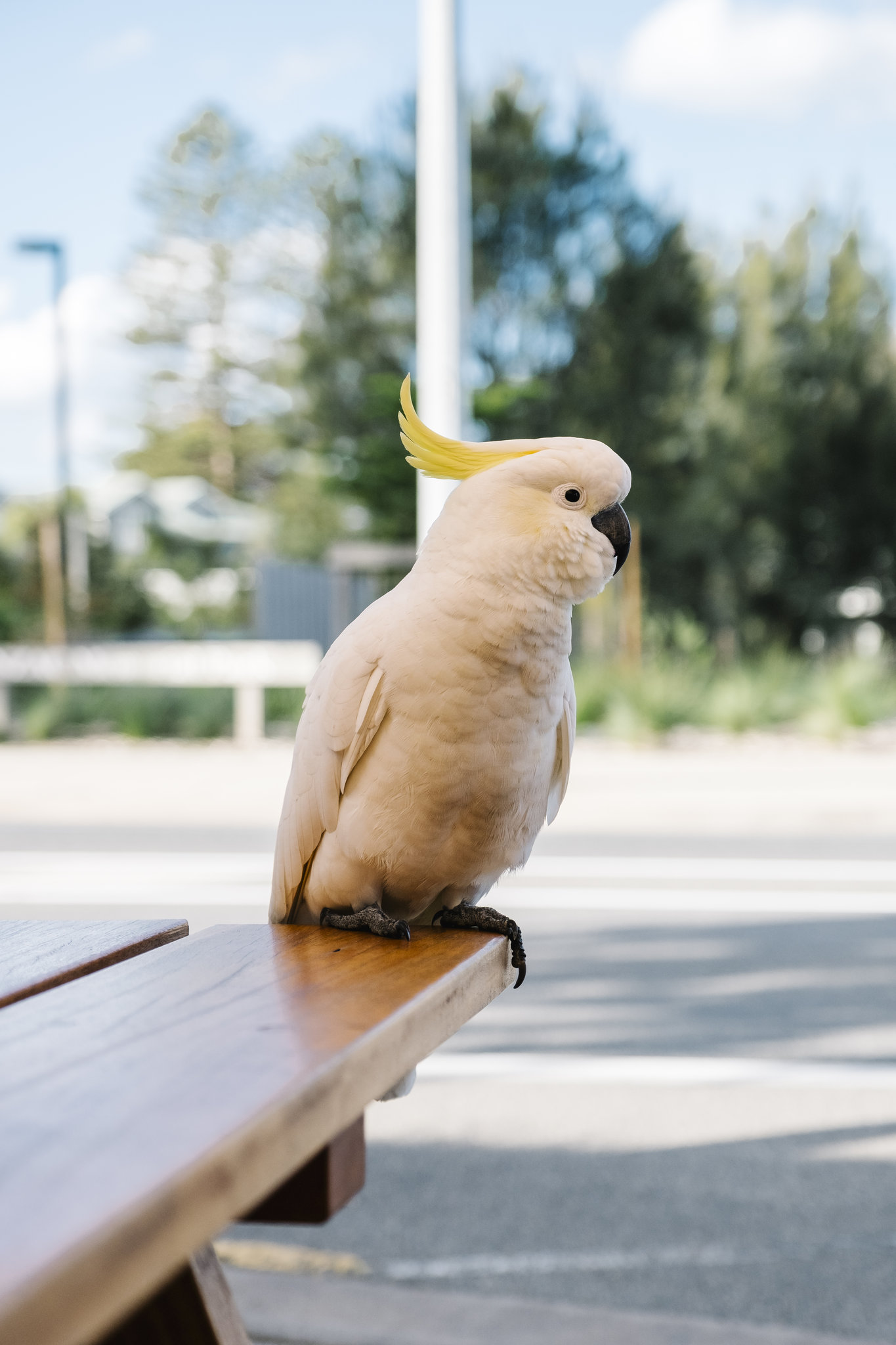 La mejor alimentacin para tus aves