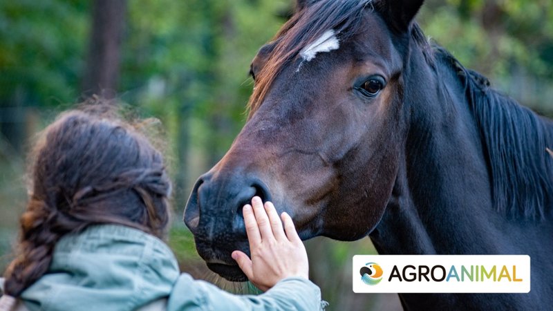 Gua Completa Sobre El Control De Parsitos En Caballos