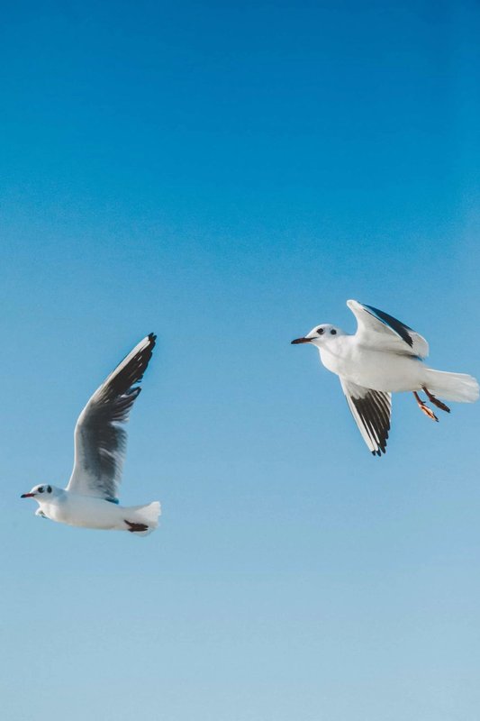 Se puede considerar a las aves como una plaga?