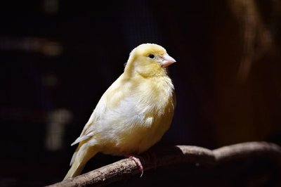 Consejos Esenciales para Crear tu Propio Aviario en Casa