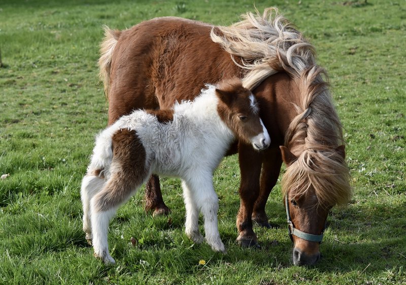 Caballos errores mas cmunes 