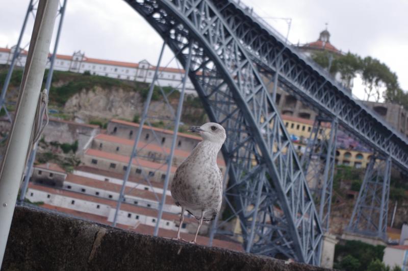 Paloma en Oporto[;;;][;;;]