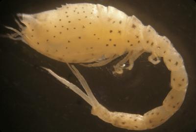 OCEANSNELL - Anlisis taxonmico de macroinvertebrados marinos