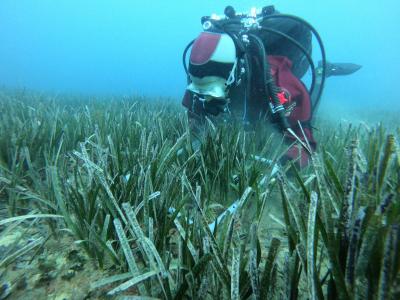 Caracterizacin de praderas de Posidonia oceanica y Cymodocea nodosa- OCEANSNELL