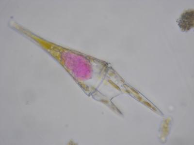 Anlisis taxonmico de fitoplancton marino - OCEANSNELL Estudios Ambientales Marinos