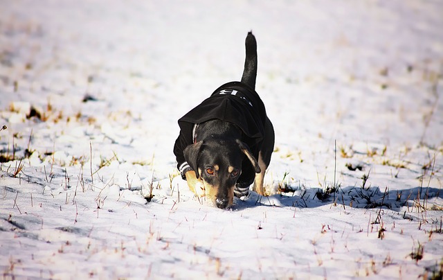 Consejos para cuidar a tu perro o gato durante el invierno