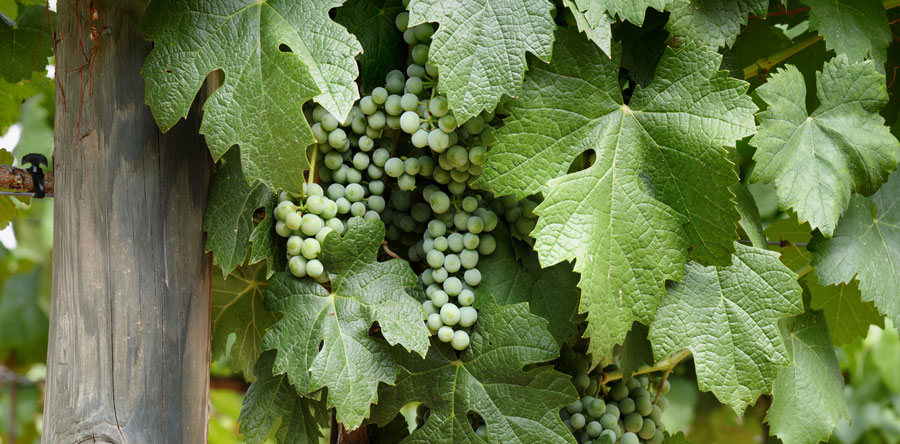 Graciano, un vino redondo