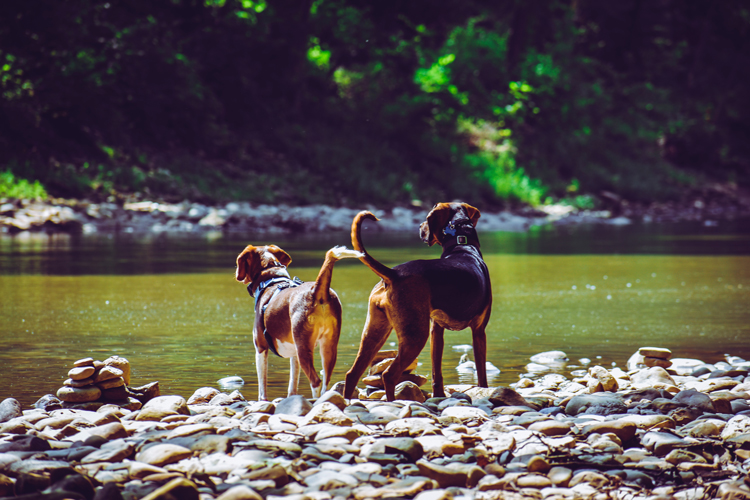 Para qu sirve el adiestramiento canino