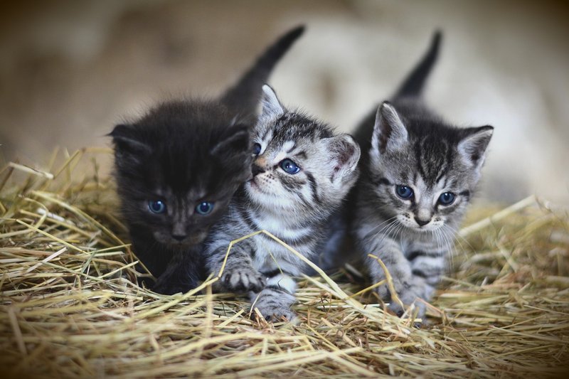 Alimentacin de calidad para gatos